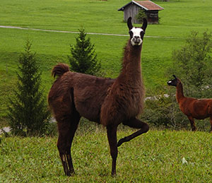 Tierarztpraxis Heinemann Trossingen